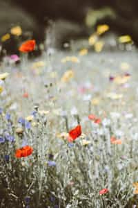 Beautiful Weeds flowers stories