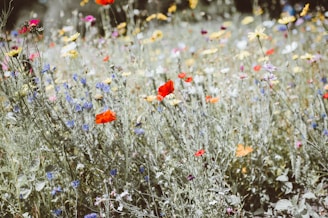 assorted-color flower field