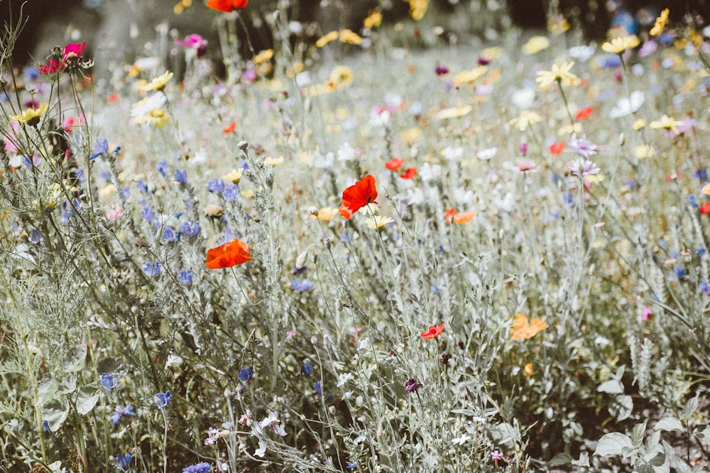 assorted-color flower field