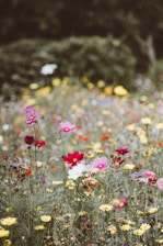wildflowers growth