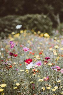 assorted-color petaled flowers field