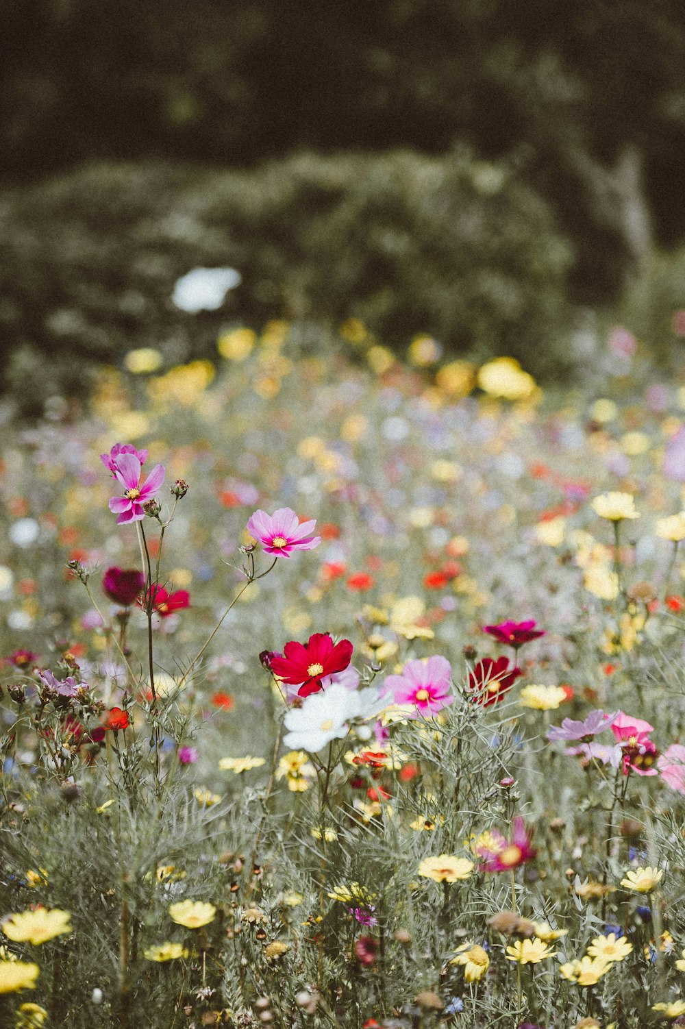 色とりどりの花びら畑