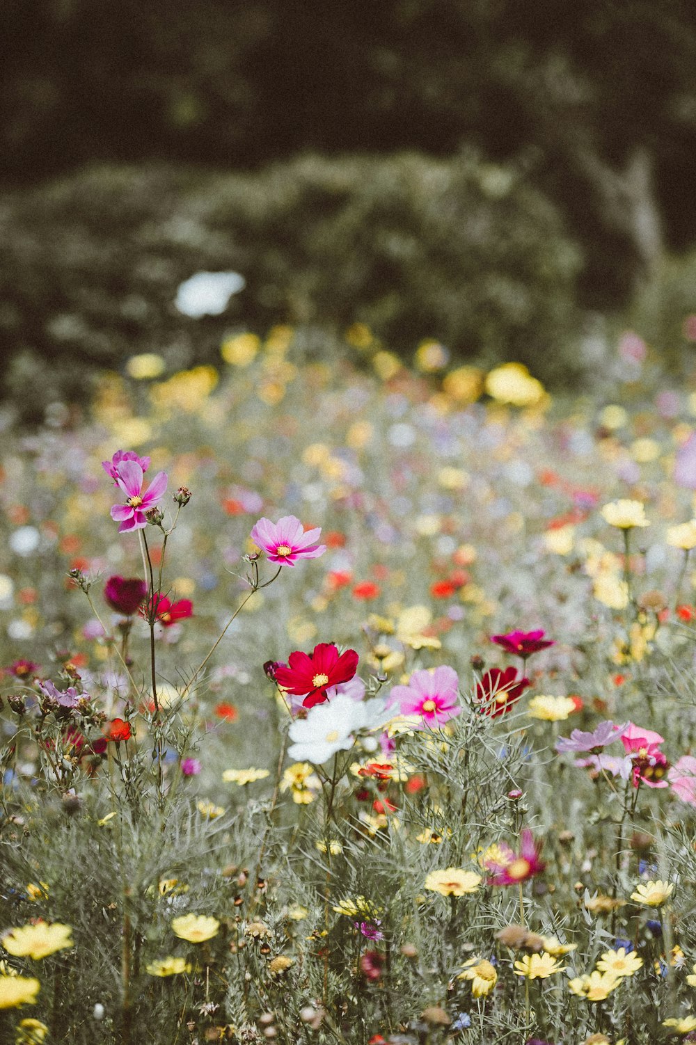 campo de flores de pétalos de colores variados