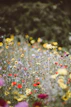 garden flowers photography