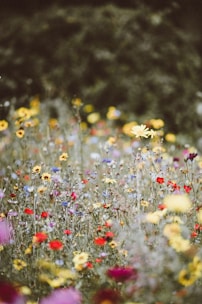 garden flowers photography