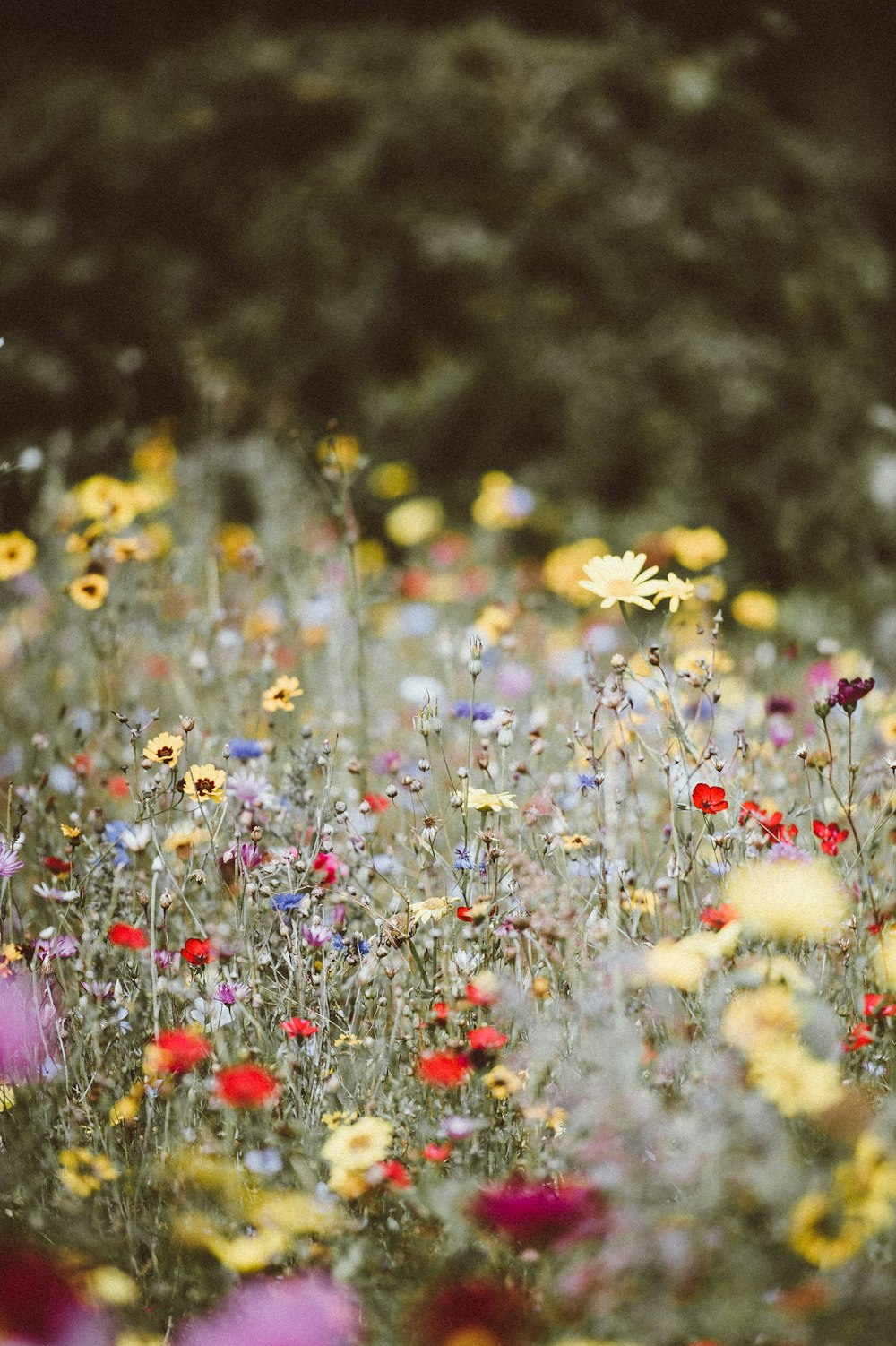 photographie de fleurs de jardin