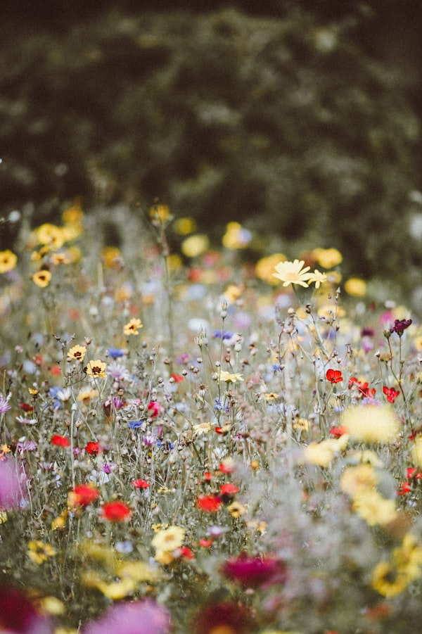 Flores y jardines del parque