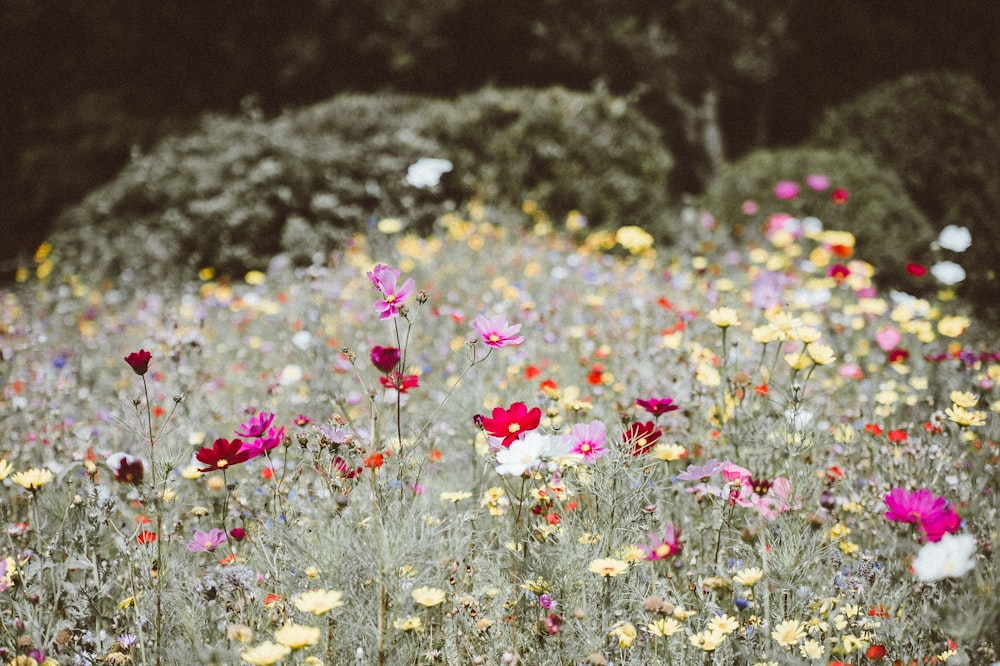 photography of assorted-color flowers