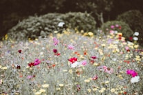 A vibrant meadow filled with a variety of wildflowers in bloom, showcasing a spectrum of colors including pinks, yellows, reds, and whites against lush green foliage. The background features blurred greenery, highlighting the wildflowers in the foreground.