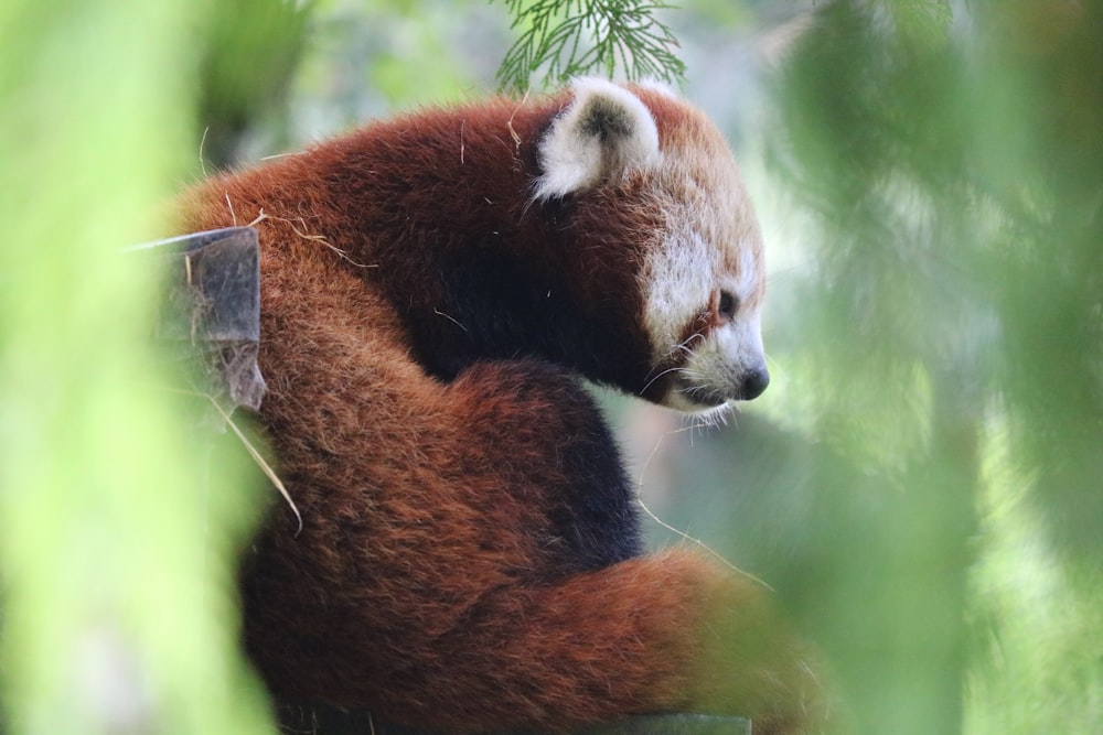 red panda during daytime