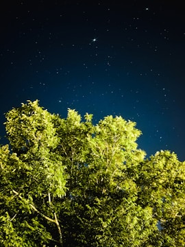 A dark green-themed campaign rally under a starry sky with floating stars.