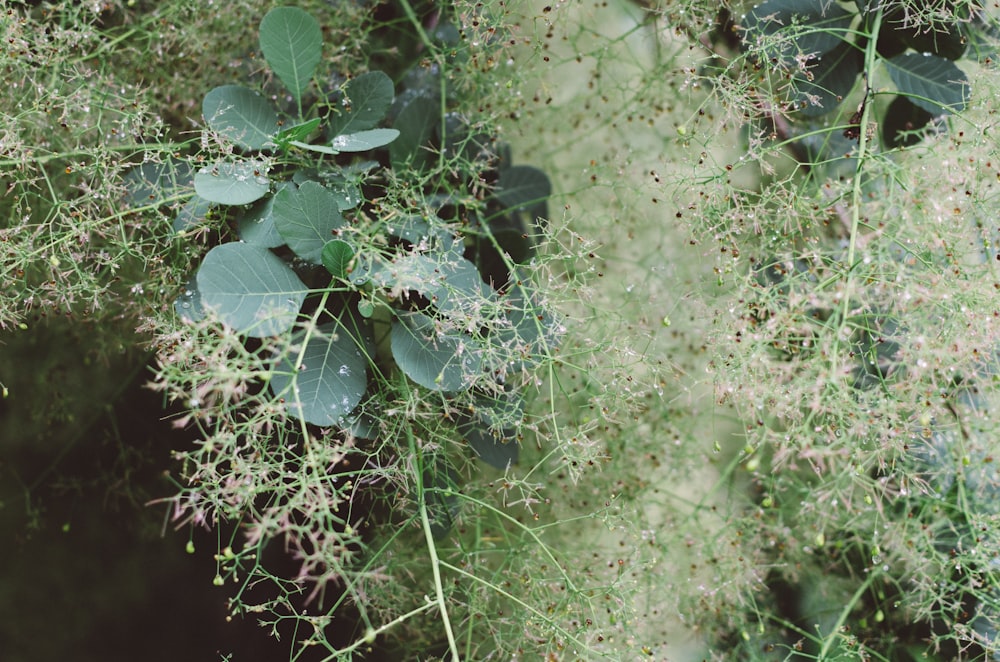 green leaf plant