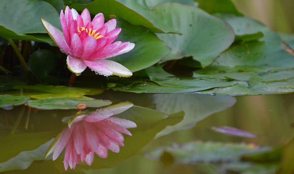 川のクローズアップ写真にピンクの蓮の花