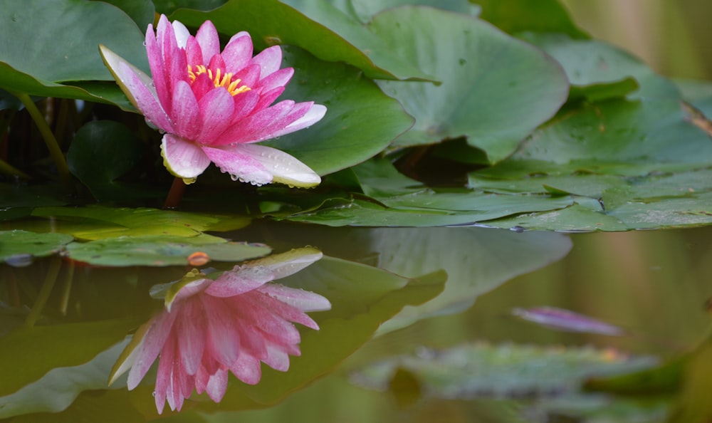 pink lotus flower on river close-up photo