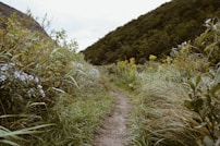 pathway on grass field beside on hill during daytime