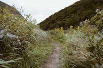 A narrow dirt path winds through lush greenery and wildflowers, flanked by dense bushes and trees. The scenery is vibrant with a variety of plants, including small clusters of purple and white flowers to the left and tall yellow flowers further along the path. The background is dominated by a large, forested hill under a cloudy sky.