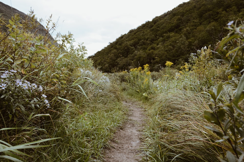 pathway on grass field beside on hill during daytime