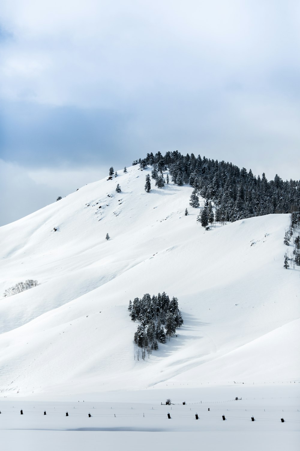 昼間の山の緑の木々