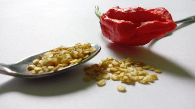 Close-up of vibrant red and green pepper seeds spilling from a rustic wooden scoop