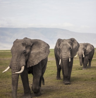 three elephants walking on grass field during day