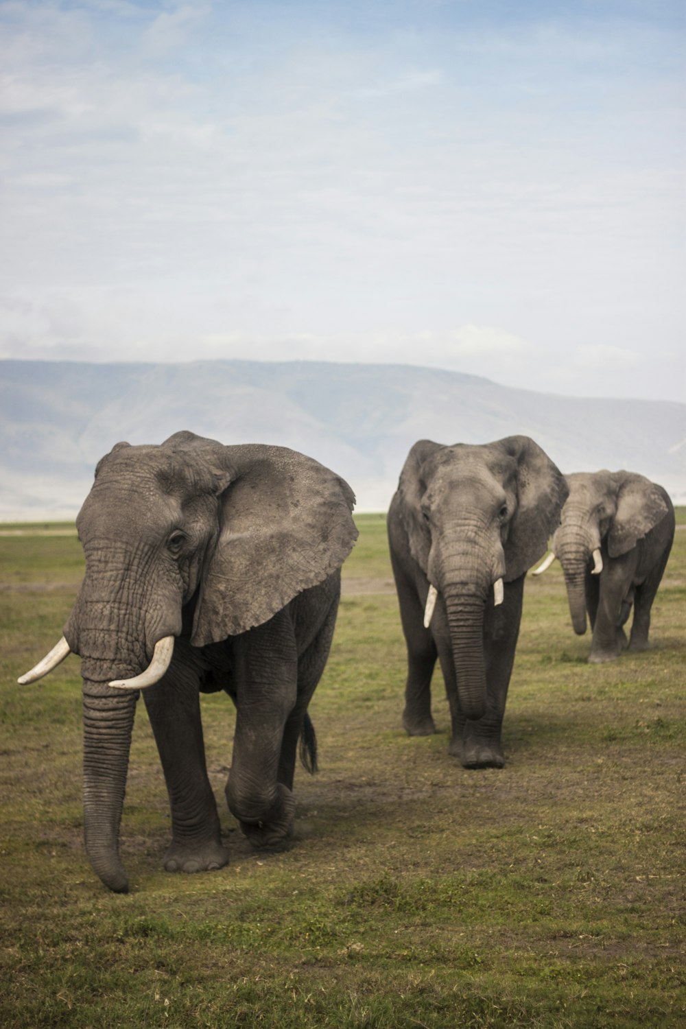 three elephants walking on grass field during day