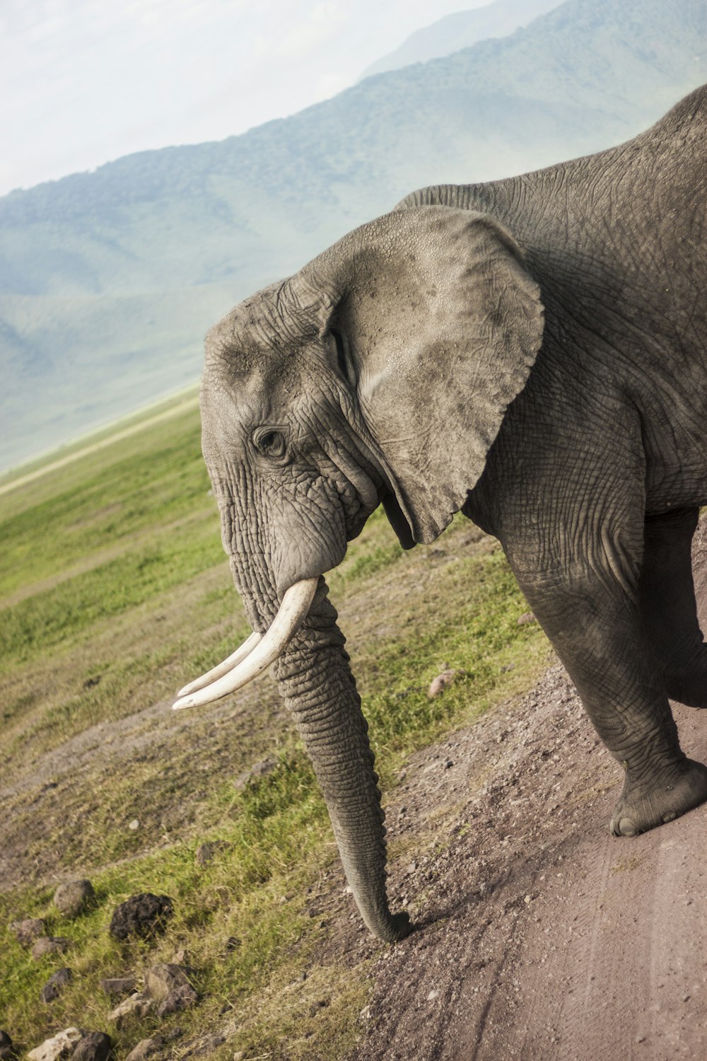 Elefante marrone in piedi sul sentiero durante il giorno