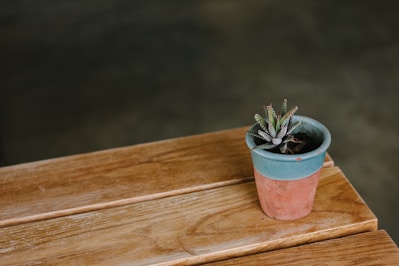 A rustic terracotta clay pot with a small green succulent inside, placed on a wooden table.