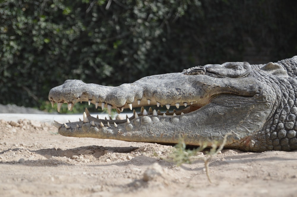 alligator gris ouvrant la bouche lorsqu’il est couché sur le sable pendant la journée