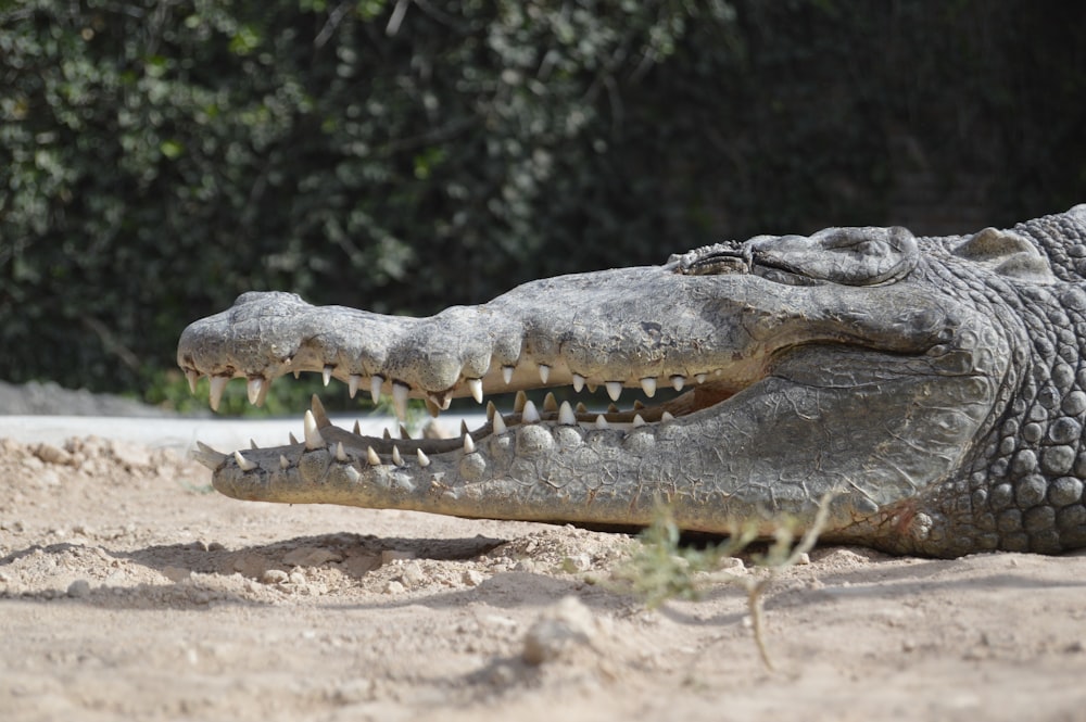 gray alligator opening mouth while lying on sand during daytime