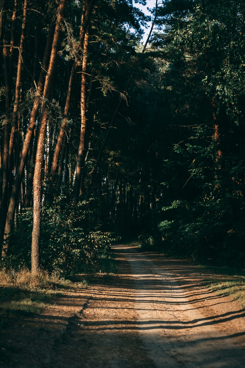 dirt road surrounded by trees during daytme