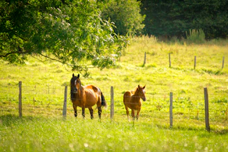 A calm horse quietly standing in a sunlit green pasture framed by rugged Gran Canaria landscapes.