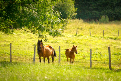 A calm horse quietly standing in a sunlit green pasture framed by rugged Gran Canaria landscapes.