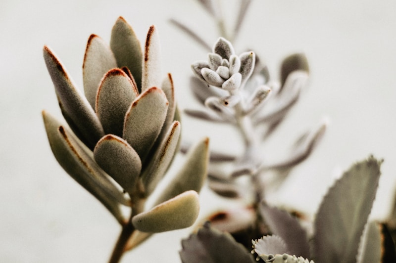Succulent plant