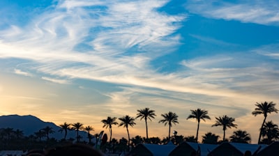 silhouette photography of coconut trees coachella teams background