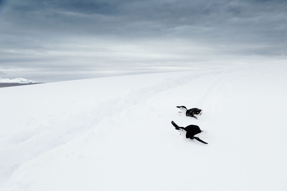 penguin on snow