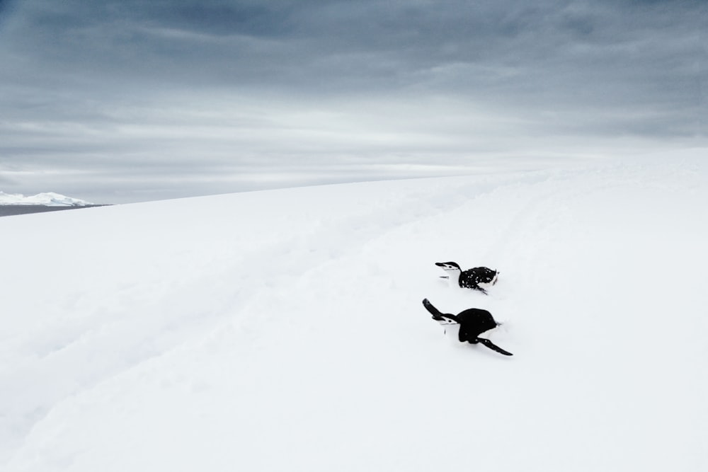 Pingüino en la nieve