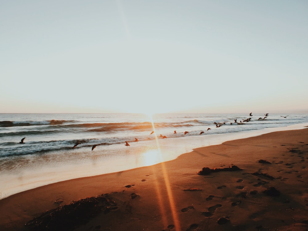 birds flew above shoreline during dusk