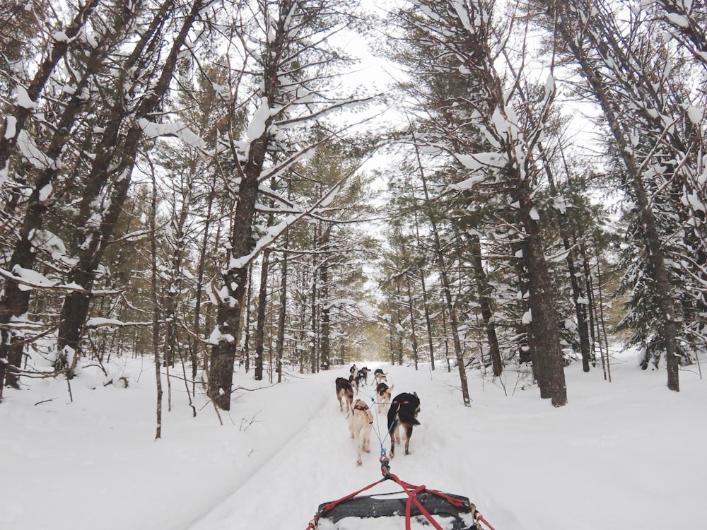 photo of pack of wolf pulling sled