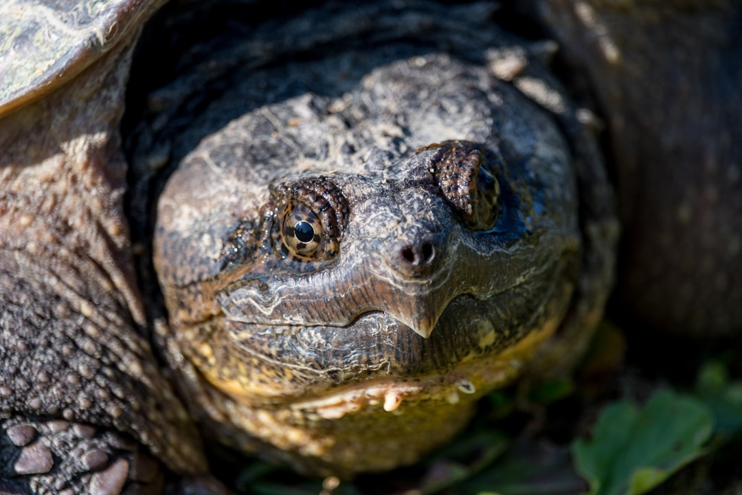 While walking home I ran into this older turtle making it’s way across a large field of grass towards water. As I approached  it stopped and stared at me, probably wondering if I was going to attack. Instead we hung out a while, did a photo session and both moved on. :-)