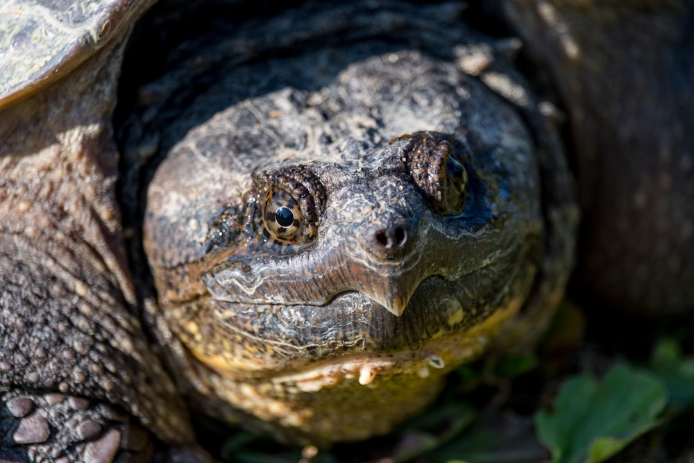 focus photo of turtle