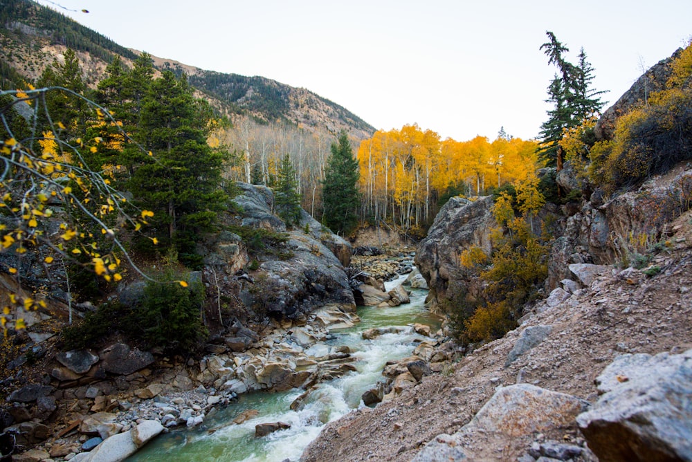 flowing river in forest at daytime