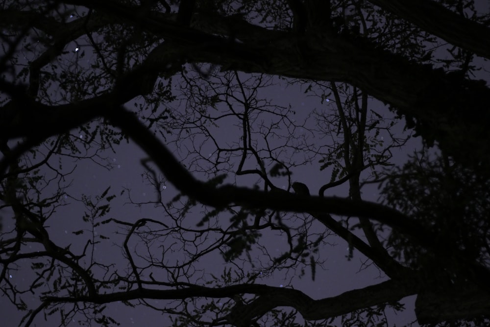 silhouette photography of withered tree