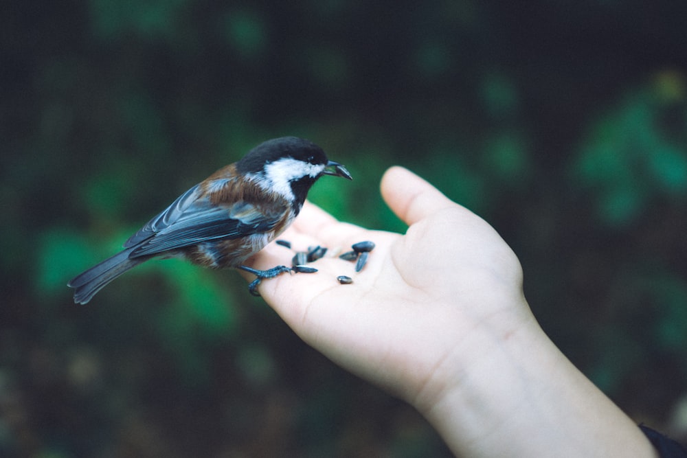 black and brown bird on right human hand
