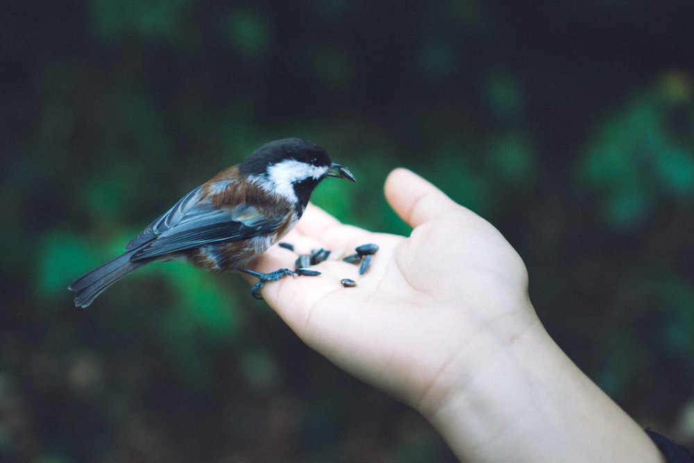 schwarzer und brauner Vogel auf der rechten menschlichen Hand