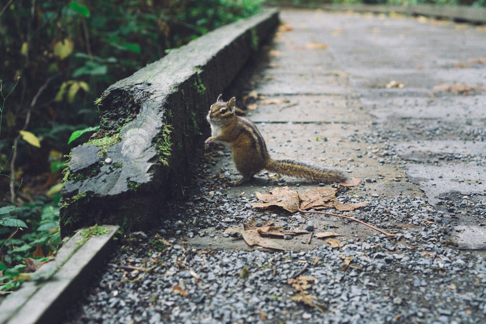 selective focus photography of squirrel on road