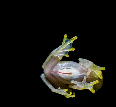 A glass frog showing its translucent belly on a leaf.