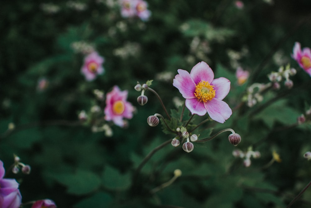 pink and white 5-petaled flower