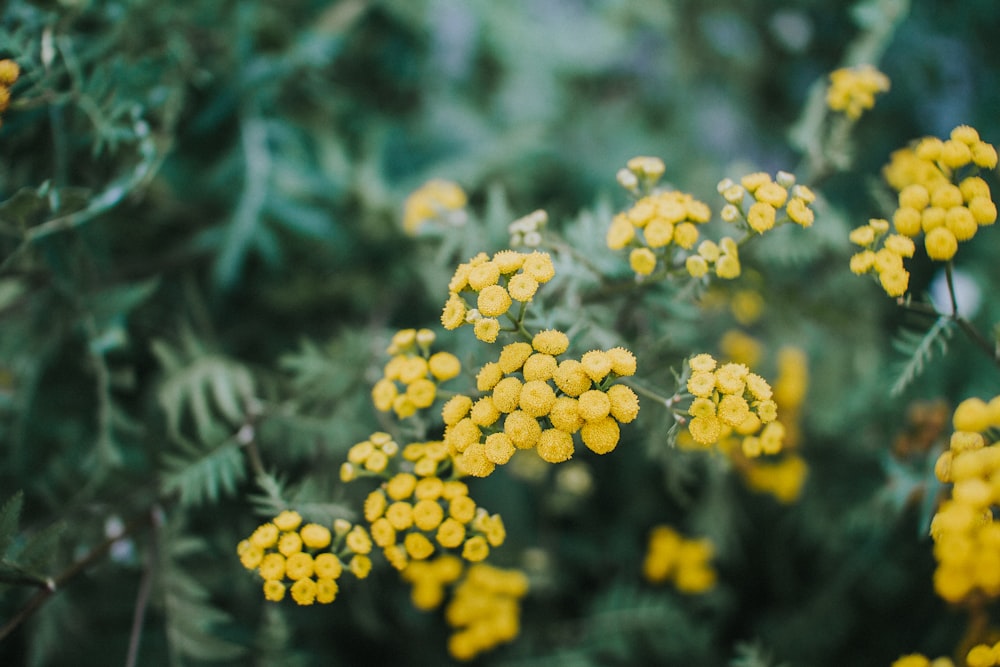 Foto de enfoque selectivo de flores de pétalos amarillos