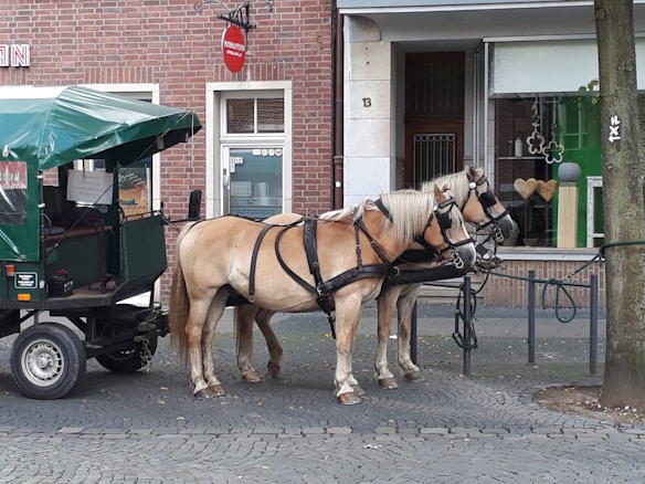 Two light brown horses are harnessed to a green carriage on a cobblestone street next to a building with a brick facade. The carriage is parked in front of a storefront window showing heart-shaped decorations and four-leaf clovers. A tree trunk can be seen on the right side, and a red circular sign hangs above the carriage.