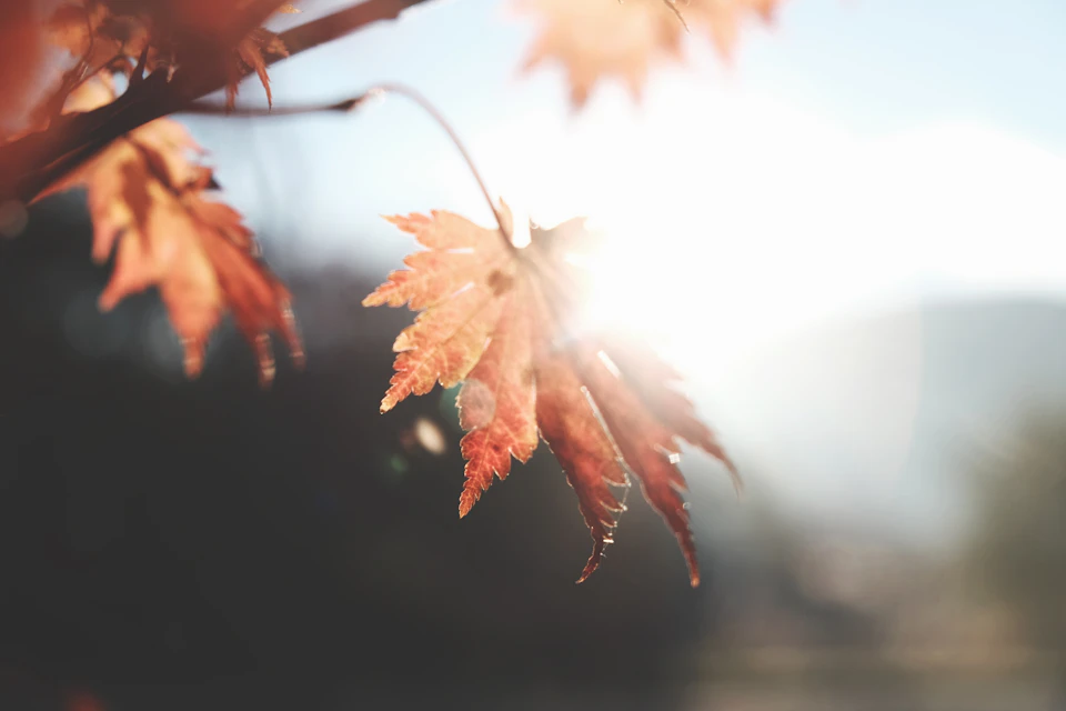 Close-up view of an autumn leaf with vibrant orange color and detailed veins